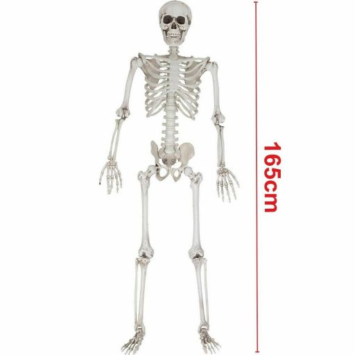 Esqueleto plstico articulado